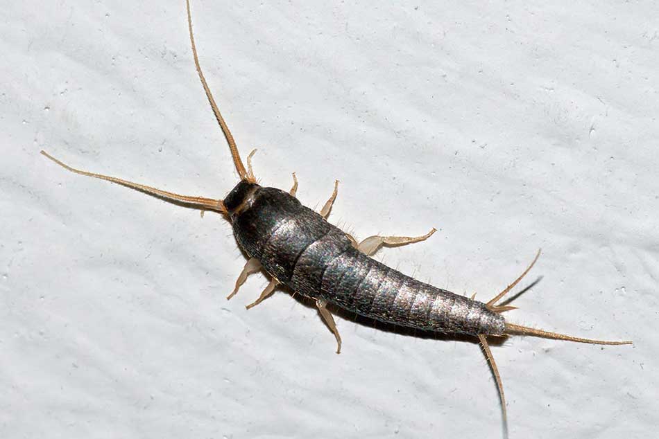 occasional pest