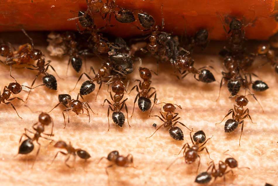 ants control