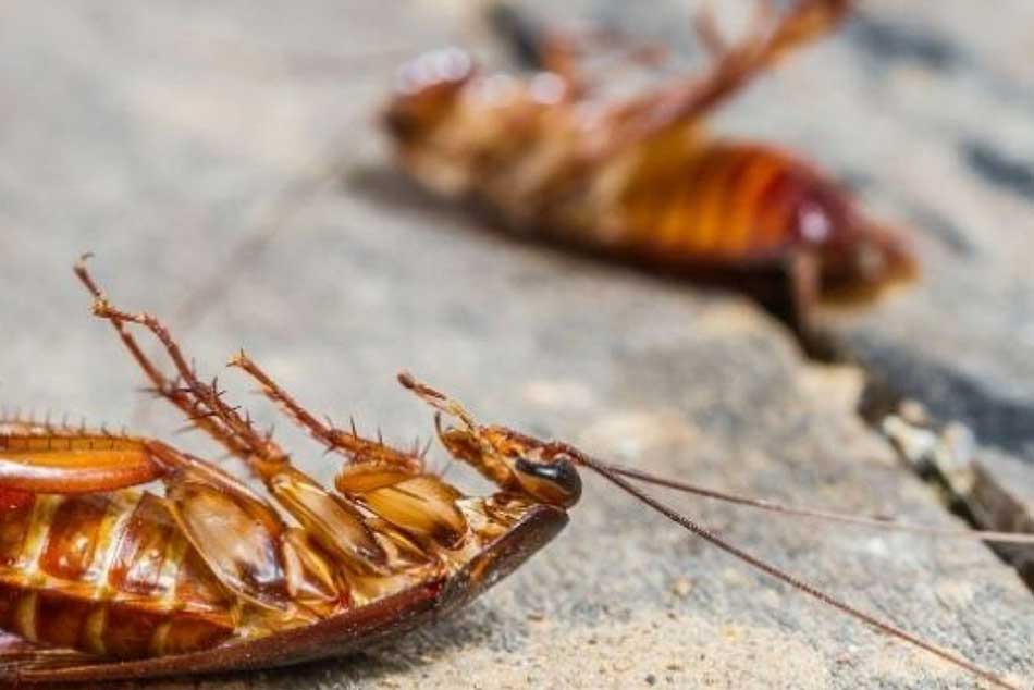 cockroach control