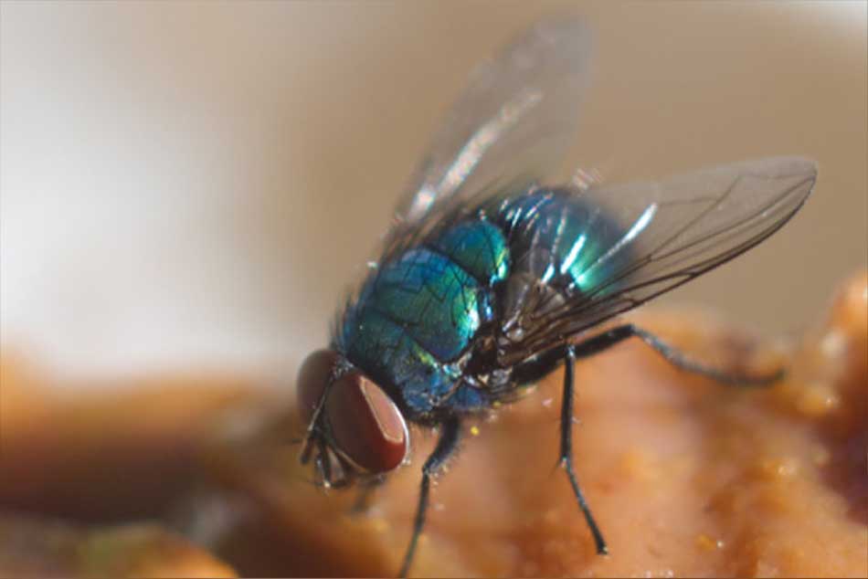 flies control
