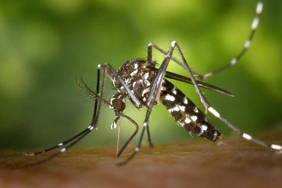 mosquitoes control