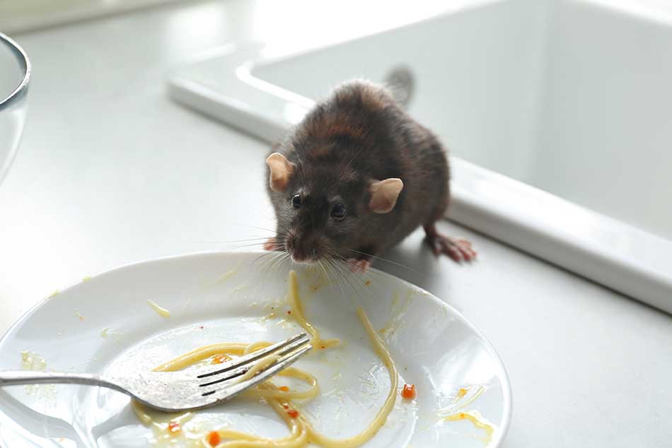 rats and rodents control